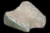 Polished Dinosaur Bone (Gembone) Section - Colorado #96418-1
